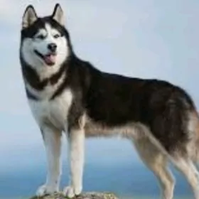 Haski