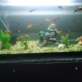 akvarim balyk