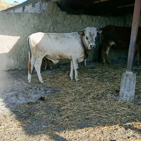 öküz.