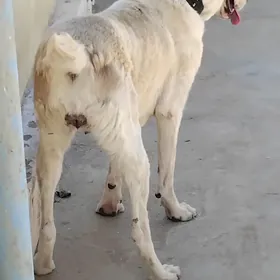 жакан