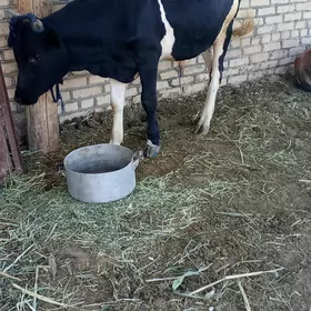 Okuzler