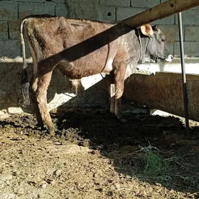 Şiwes öküz