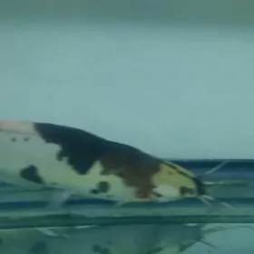 Лягушковый клариевый сом