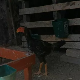 Taşkent kareý