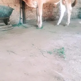 öküz