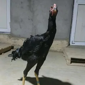 TAŞKENT ARASSA KAREÝ