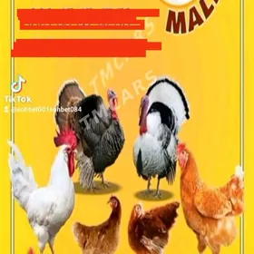 towuk,horaz,induk,ordek,juyje,