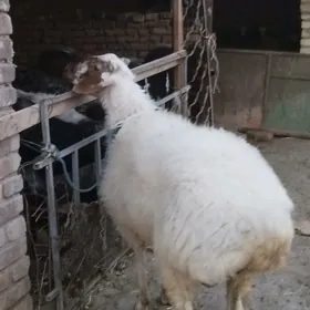ak gockar