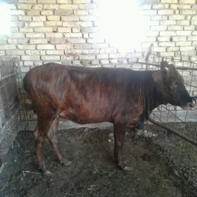 bakylan gulajyn