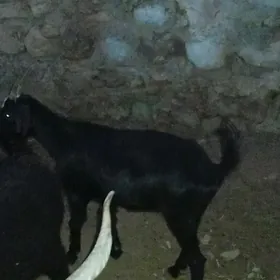 dog geciler