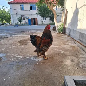 brama towuk