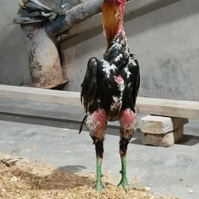 horaz