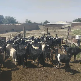 Gurat mallar