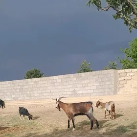 Gysyr geçi