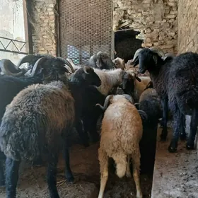 goçlar semiz