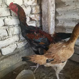 taşkent
