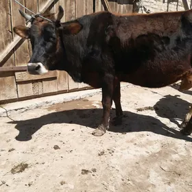 OJEKLI SYGYR