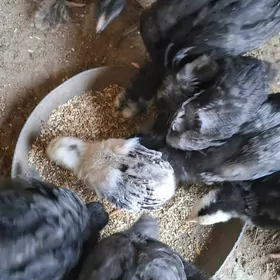 Legorın ataks juyje