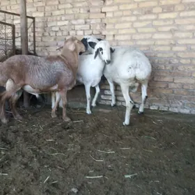 Гоюн ве Гочлар.