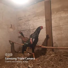 YUMURTA O ŞAMO!!!!
