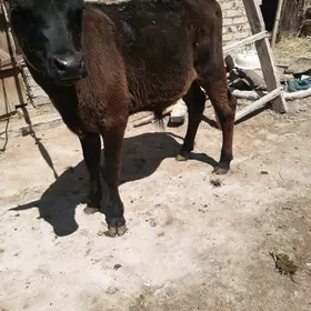 angus okuzce