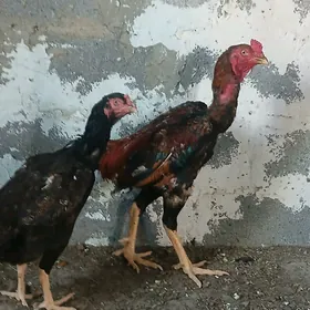 baysok horoz