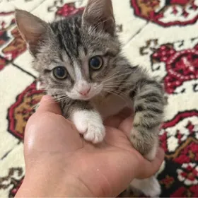 котенок