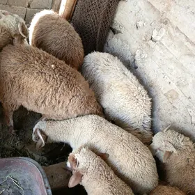 Goyun gurbalnlyk