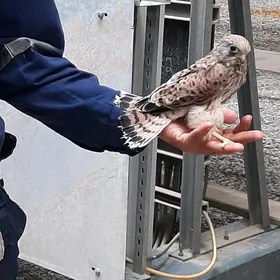 kopçik