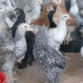 Жуйже 2айлык