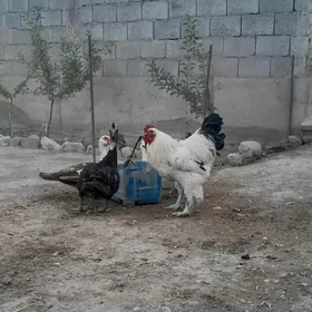 Brama Horoz.