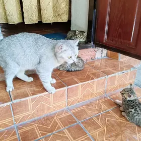 Котята на продажу