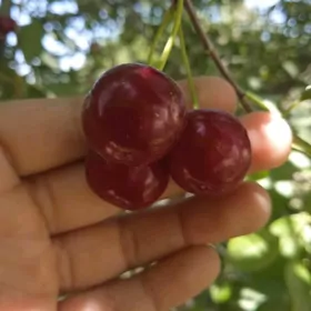 Çiya