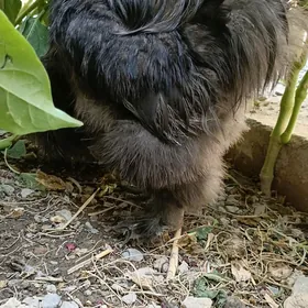 towşan tuy bir para