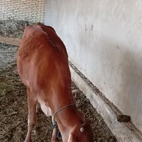 1yasan gulajyn gole