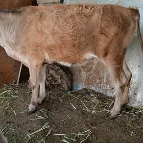 gaçar 1 ýaşynda