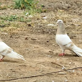 kepderi