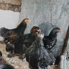 brama