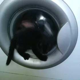 Котенок