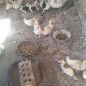 indugutga