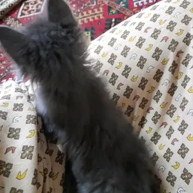 Кошка В Добрые ручки