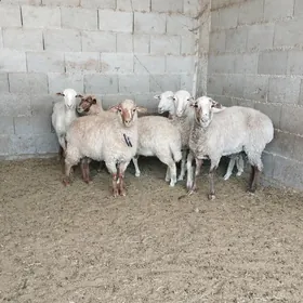 MERENOS GOYUNLAR