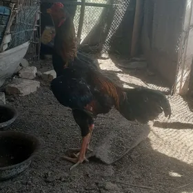 PISDALET BILEN OZBEK GATSAN