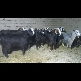 Geci