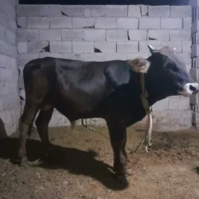 ökùz