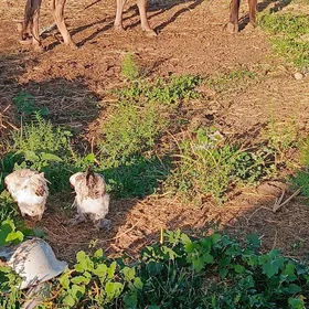 Tüwe