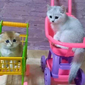 Мальчик и девочка страйт