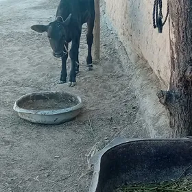 Sygyr göleli