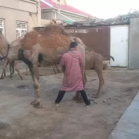Дуе кошекли