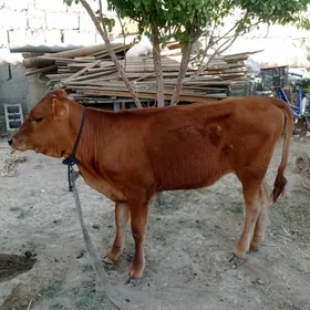 şwes tüwe